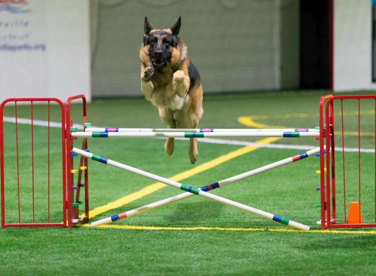 german shepherd agility